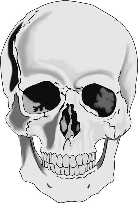 Clipart realistic human skull – Clipartix