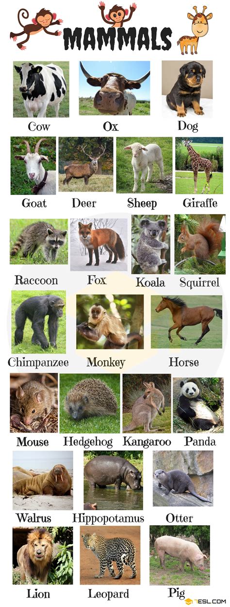 Mammal Names and List of Mammals with Pictures • 7ESL