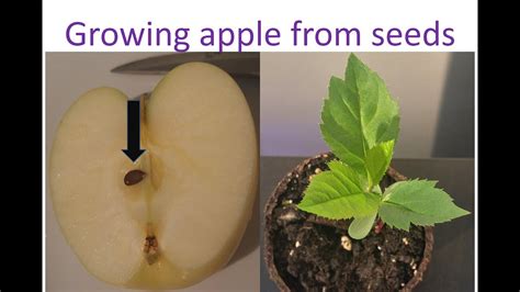 How to grow apple from seed to plant - first two months time lapse - YouTube