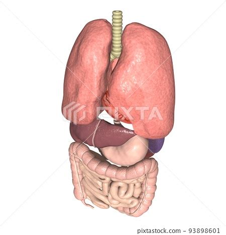 Human body anatomical chart internal organs... - Stock Illustration [93898601] - PIXTA