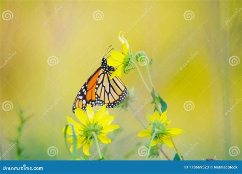 Monarch Butterfly on Wildflower in Crex Meadows Wildlife Area Stock Image - Image of nature ...