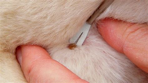 How To Remove Ticks From Cats Neck - Design Talk