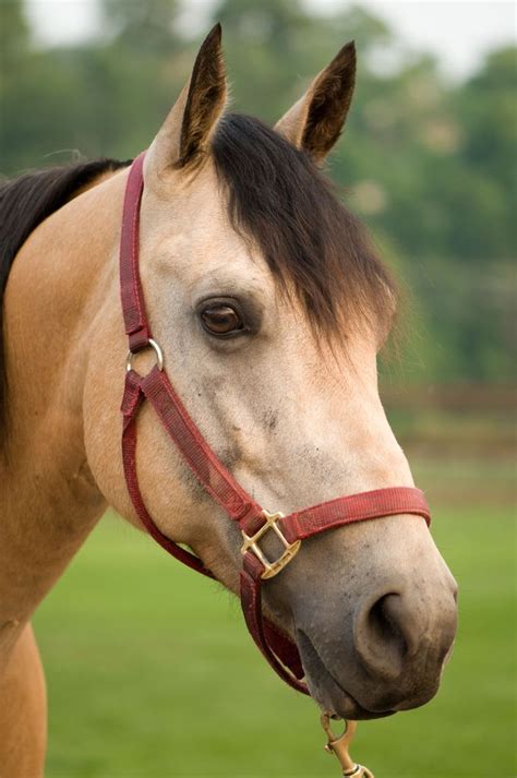 Buckskin Horse | Horses, Buckskin horse, Beautiful horses