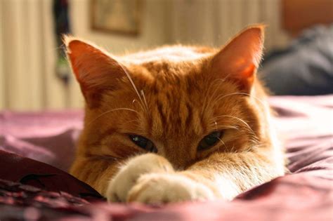 10 Orange Cat Breed Facts That Will Only Deepen Your Appreciation