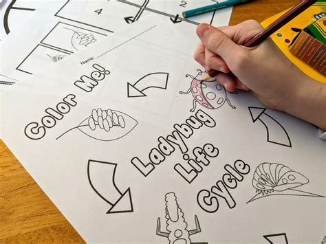 Printable Ladybug Life Cycle Worksheets and Activities for Young Children
