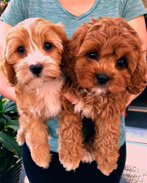 Cavapoo Puppies: Information, Characteristics, Facts, Videos #cavapoo # ...