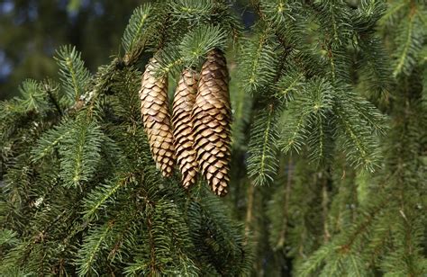 Picea abies | Common spruce, Norway spruce - Van den Berk Nurseries