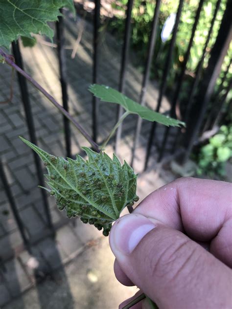 What plant is this in Chicago, and what is growing on it’s leaves? : r/whatsthisplant