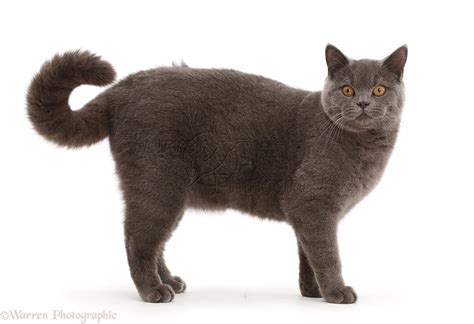 Cats With Short Tails Breeds