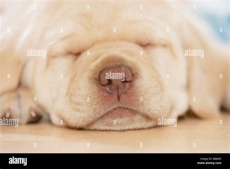 Labrador Retriever dog - puppy - sleeping Stock Photo - Alamy