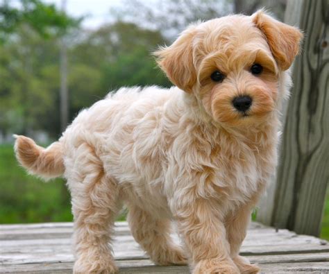 Maltipoo | Maltipoo puppy, Maltipoo puppies for sale, Puppies