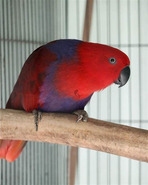 Eclectus Parrots - Learn About Nature