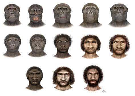 El proceso de hominización