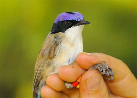 Purple-crowned fairy wrens exhibiting unusual breeding behaviour