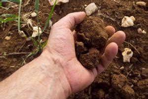 Importance of Soil Fertility in Vegetable Crop Production | Small Farm Sustainability