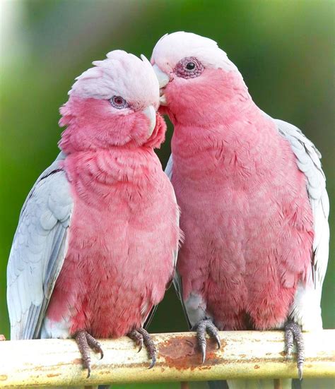 Pretty in Pink Galah | Cockatoo | Belhus | Western Australia : r ...