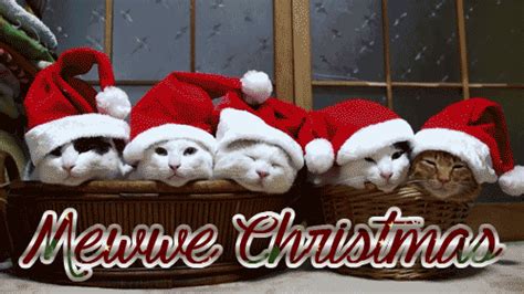 funny christmas cat santa gif | Christmas kitten, Christmas animals, Christmas cats