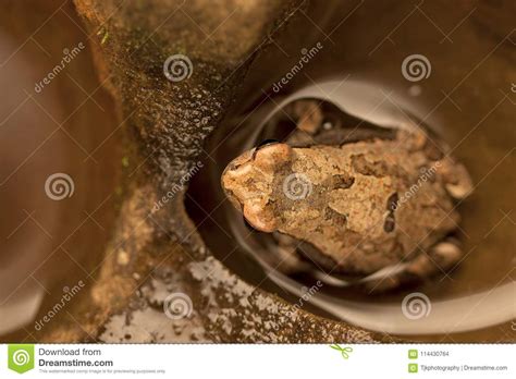 A Brown Frog Sitting in Water in the Hollows of a Rock Stock Photo ...