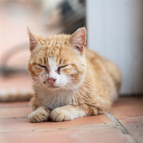 Cat Flu - Prevention and Cure - Urban Vets