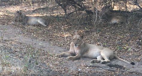 Zambia wildlife experience - BGTW