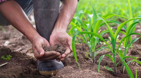 Soil Testing – A Roadmap to Enhanced Crop Health | Sound Agriculture