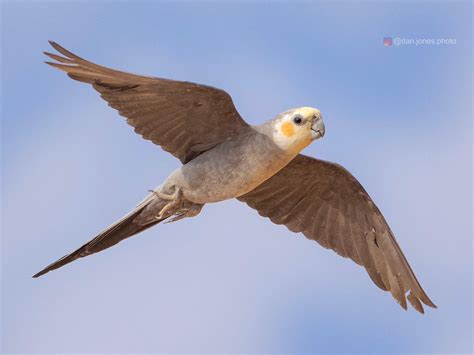 Wild Cockatiel in flight : parrots