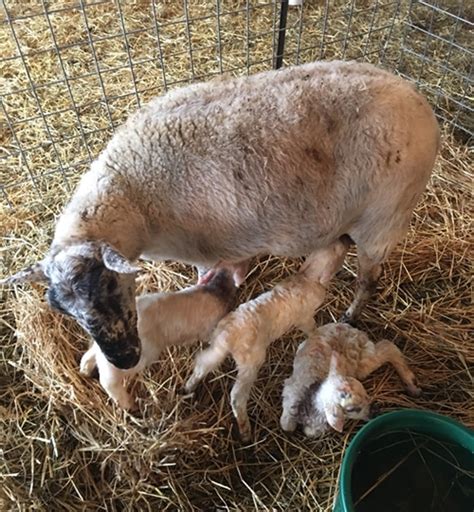 Katahdin Breeding Sheep | Phillips Family Farmstead