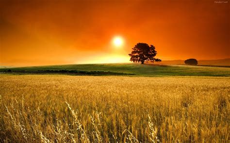 wallpapernarium: Atardecer en un campo