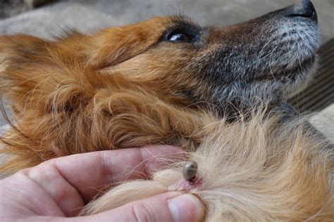 Köpeklerde Zehirlenme Nasıl Anlaşılır? | Petlebi