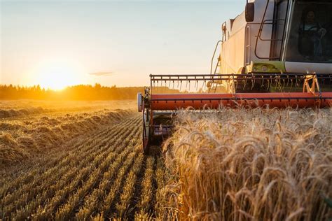 6 Pros and Cons of Grain Farming - Boldface News