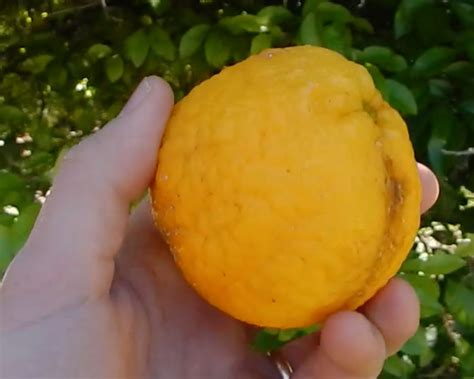 Growing Fruit Trees from Seed is Worth It: Proof! | The Survival Gardener