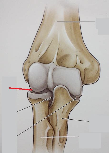 Level 59 - 6.28 Elbow Joint - Anatomy of the Extremities - Memrise