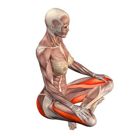 Browser not supported | Kundalini yoga, Yoga muscles, Yoga anatomy