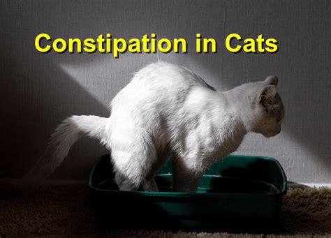 What Are Cat Constipation Remedies? - PetRefine