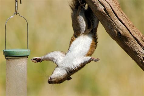 How To Keep Squirrels Off Bird Feeders? » Tips - Bird Buddy Blog