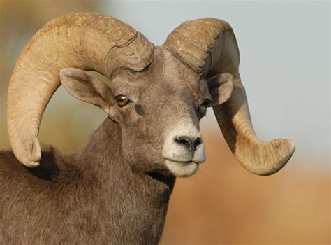 Bighorn Sheep - Arizona Game & Fish Department