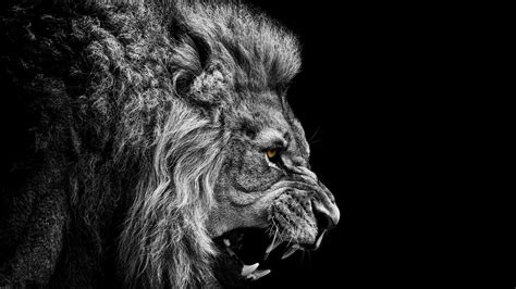 Black And White Lion Wallpapers - Wallpaper Cave