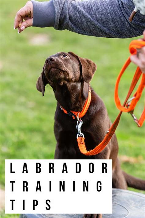 Labrador Training Tips - 15 Awesome Ways To Make Training Fun Again