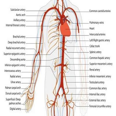 Pembuluh Darah Arteri ~ Sains Kitabullah