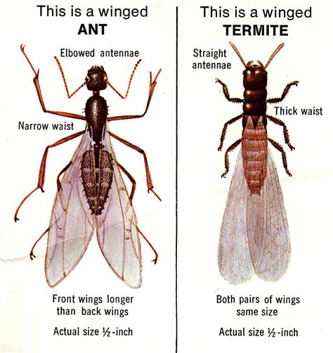 Termites