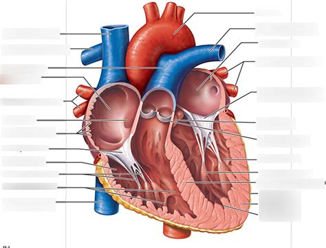 Heart Diagram | Quizlet