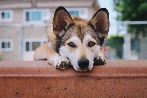 Corgi Siberian Husky Mix Guide: Traits, Temperament, & More!