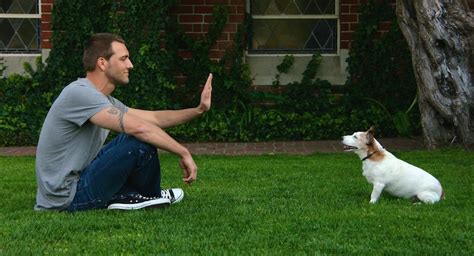 How to Teach Your Dog to “Stay”… - Brandon McMillan's Canine Minded