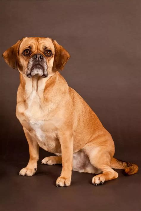 All about the pug beagle mix aka the puggle – Artofit