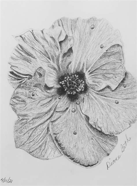 Bunga Raya- Graphite | Diane Constantine