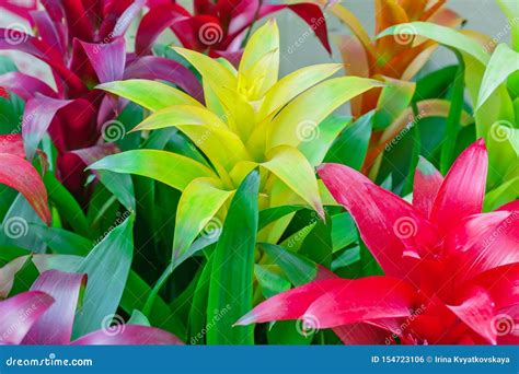 Colorful Blooming Bromelia Flowers. Floral Background Stock Photo - Image of garden, blooming ...