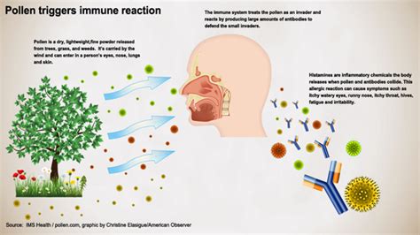 Pollen Allergy Symptoms, Triggers, Treatments - پولن الرجی اور احتیاطی ...