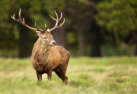 Photography - The British Deer Society