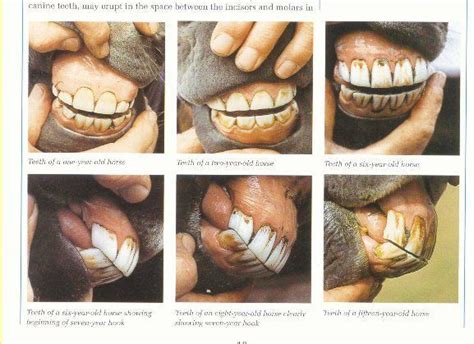 An Illustrated Guide To Horse Teeth And Age | Healthy horses, Horse teeth, Horse care