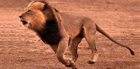 How Fast Can Lion Run? • Support Wild